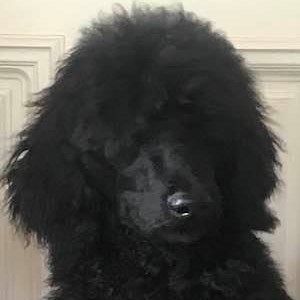 Meet your Posher, Alison